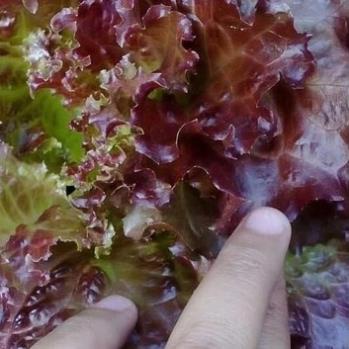 Hạt giống xà lách xoăn tím Đức