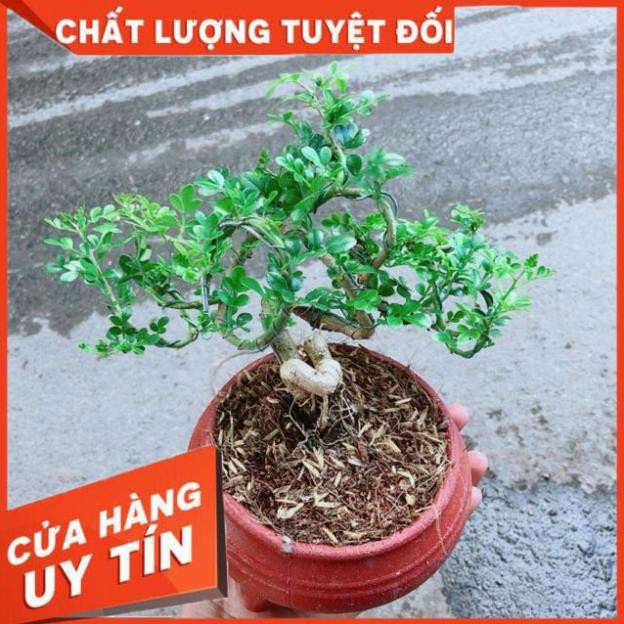 Chậu Cây Cần Thăng