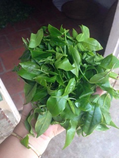 Bột trà xanh Fairy