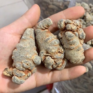 500gr củ tam thất Bắc Hà khô loại 3 củ/ lạng 10 năm tuổi