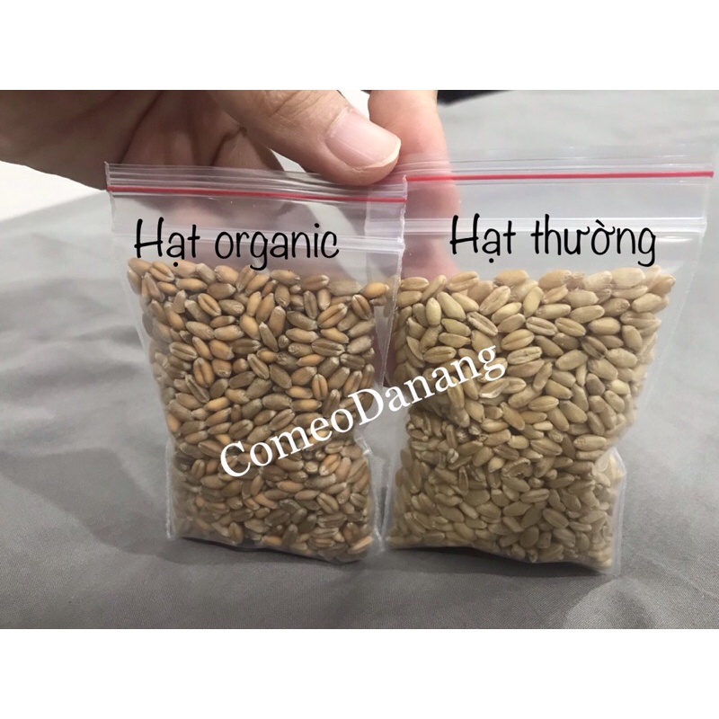 Hạt giống cỏ mèo (lúa mạch/mì)
