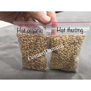 Hạt giống cỏ mèo