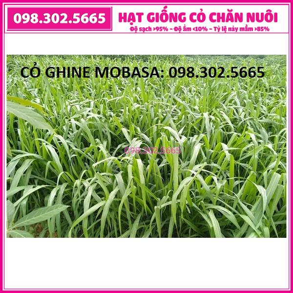 Combo 0,5kg cỏ xả Mobasa Ghine và 0,5kg cỏ Ngô Sudan Super BMR