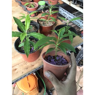 cẩm cù lộc hoya lockii