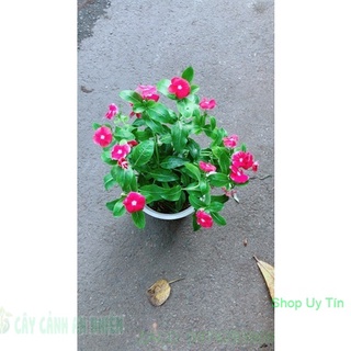 Chậu hoa dừa cạn