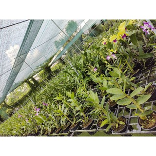 Dendro nắng tia chớp chuồn (5% xổ chớp có giá trị cao)