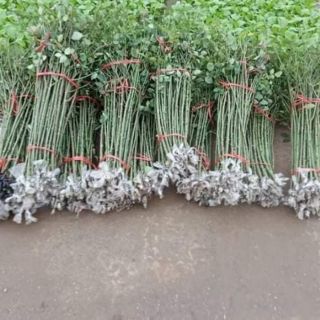 Cành chiết nguyên bản