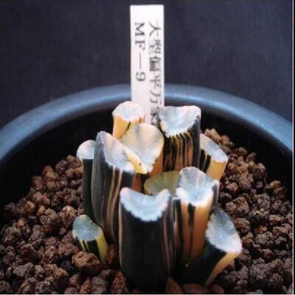 Hạt giống sen đá mọng nước kím tân 50h