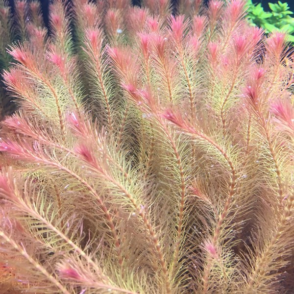 Cây Thủy Sinh Rotala Wallichii - 40k/20ngọn