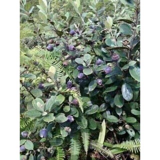 sản phẩm CÂY SIM RỪNG GIỐNG