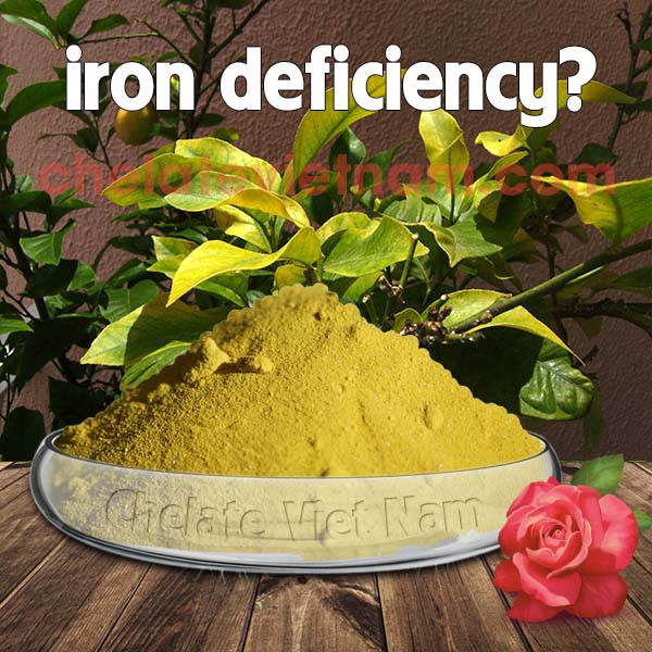 Vi lượng Sắt Chelate  tan hoàn toàn trong nước