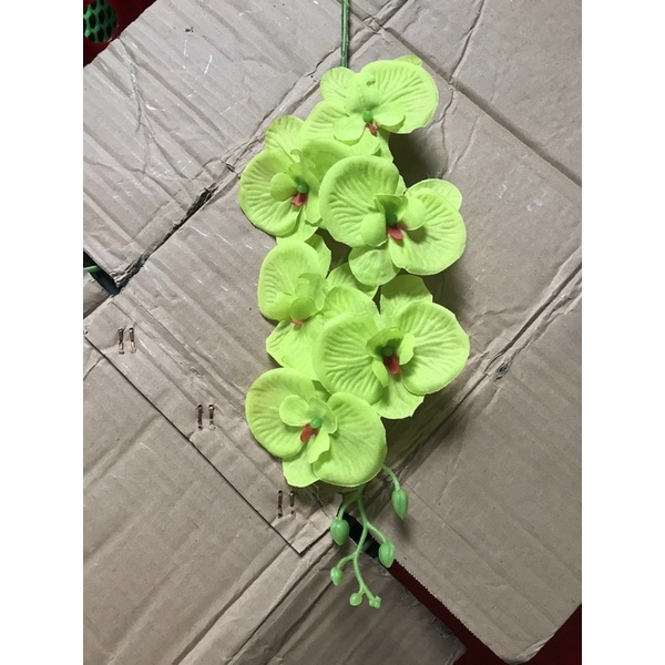 Lan hồ điệp giá rẻ