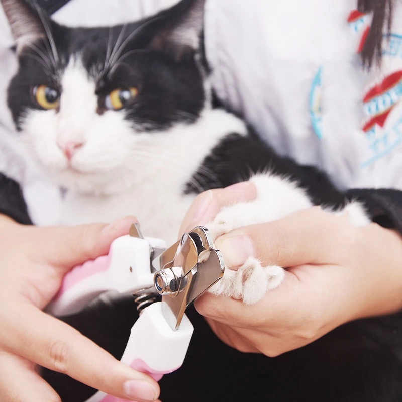 1 Kéo Cắt Móng Tay Cho Thú Cưng Bằng Thép Không Gỉ
