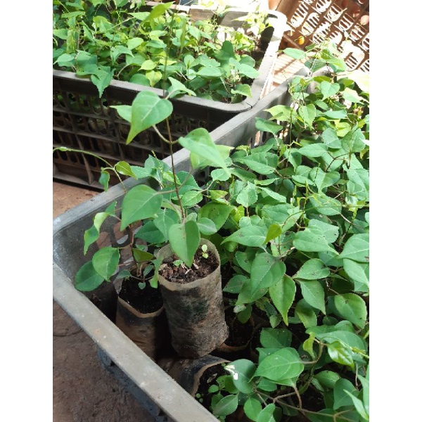 2 bầu cây giống lá giang