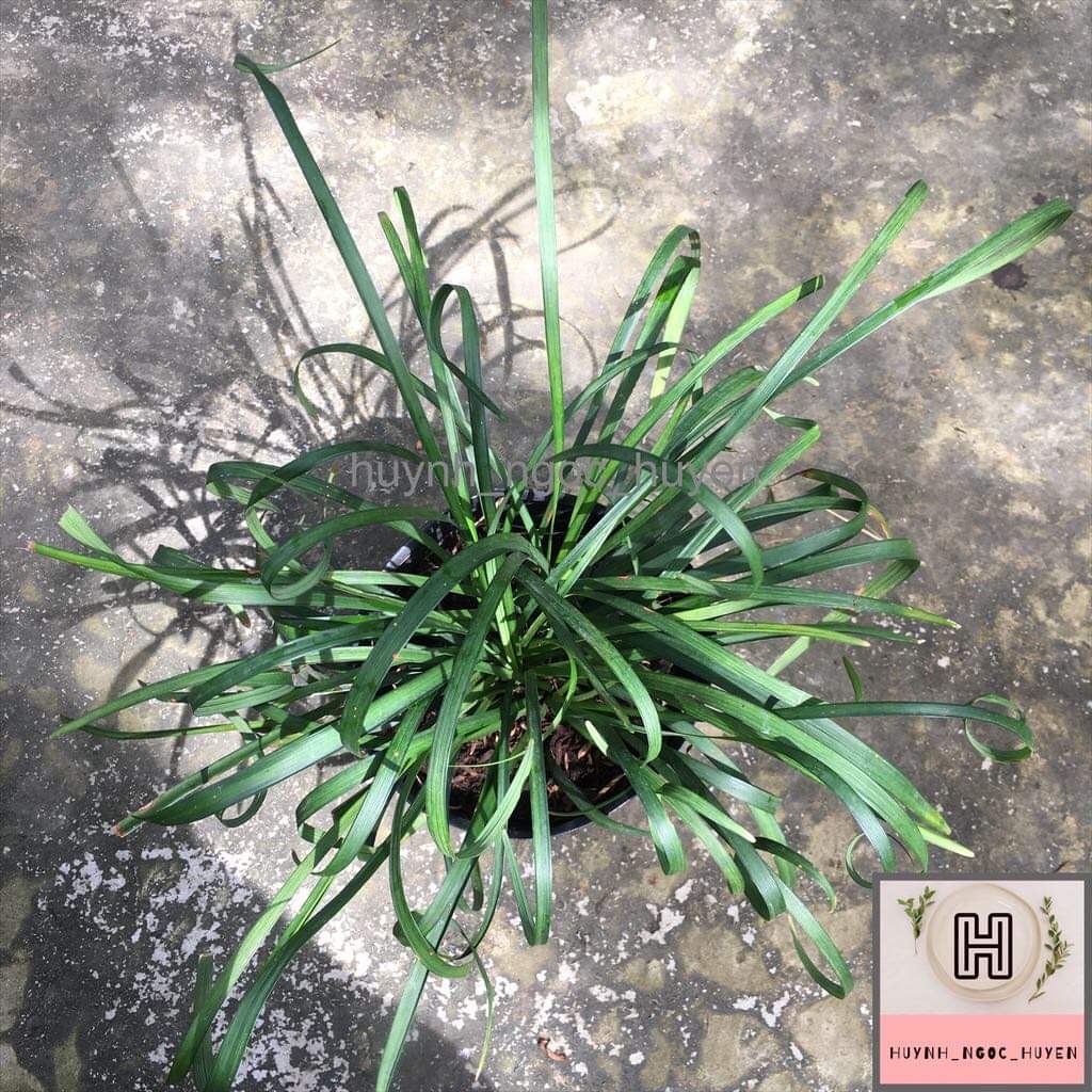 Chậu ngãi kéo khách