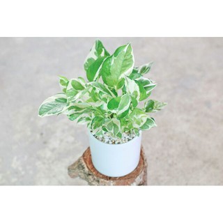 Trầu bà sữa- trầu bà cẩm thạch kèm chậu sứ