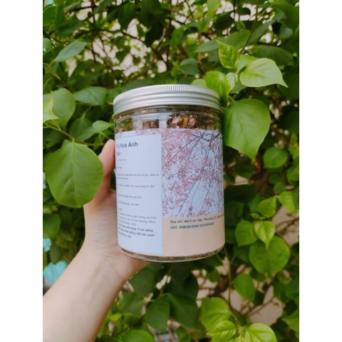 Hoa anh đào khô hoa không vụn nguyên bông lọ 500 ml Tinh Hoa Trà Thảo Mộc Món Qùa Từ Thiên Nhiên