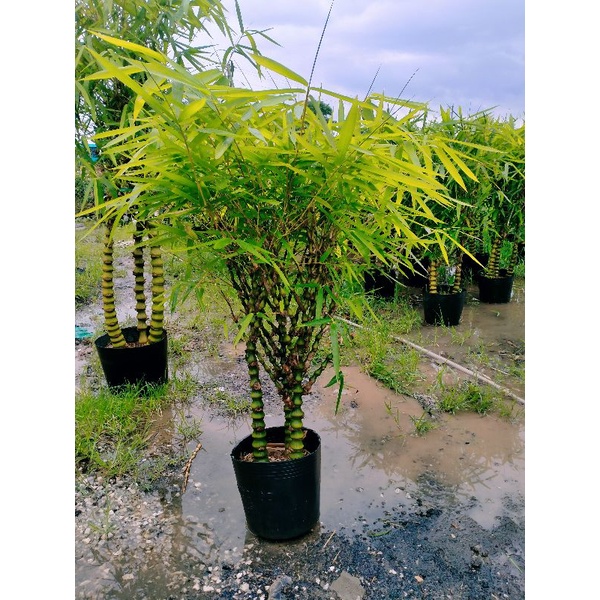 Cây trúc phật bà