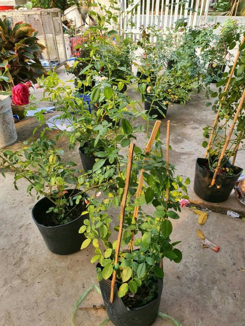 Hồng leo ngoại Souer Emmanuelle