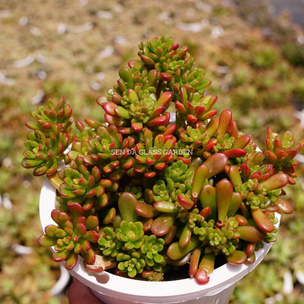 Sen đá Sedum kẹo chậu lớn 15cm, GLASS GARDENHàng sen đá Đà Lạt, Lỗi 1 đổi 1
