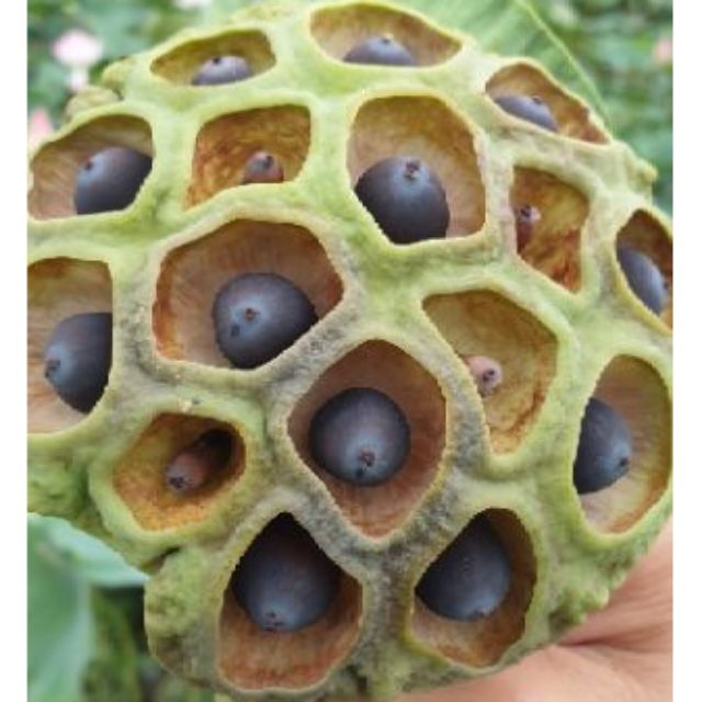 Hạt sen khô còn vỏ