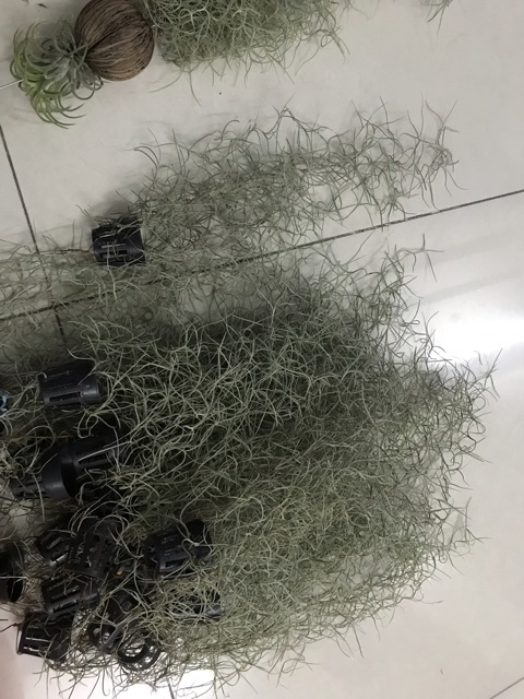 Cây không khí tóc tiên -Tillandsia usneoides——-sale——