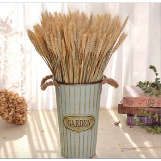 Bộ 50 Bông Lúa Mạch Khô Decor Trang Trí