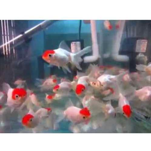 Cá hạc đỉnh hồng size bé 15k/con