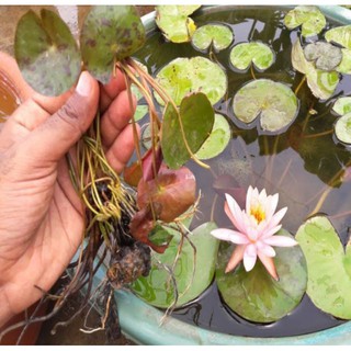 CỦ HOA SÚNG THÁI