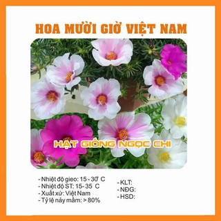 Hạt Giống Hoa Mười Giờ Việt Nam - 100 Hạt