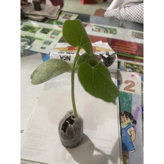 VIÊN NÉN ƯƠM HẠT 60,000/100 viên