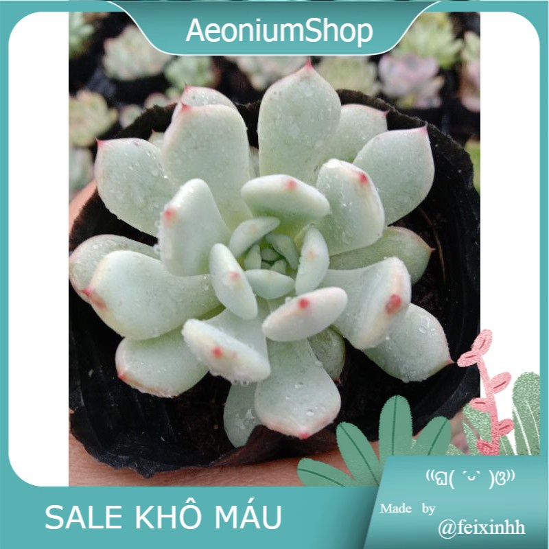 MỘT CHIẾC SEN ĐÁ RUBY TRẮNG ( HOA CÚC GAI 🌼 ) size mini 8x8 cm đã thuần khí hậu sức sống cao đẹp 💪