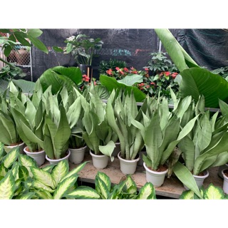 CÂy lưỡi hổ Thái trắng 3 thân