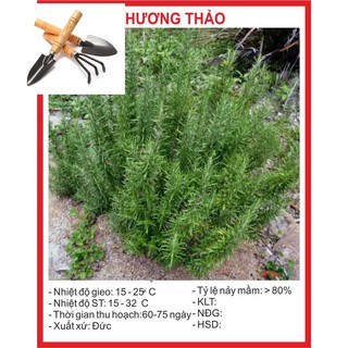 Hạt Giống Cây Hương Thảo 20 Hạt TẶNG BỘ DỤNG CỤ MINI