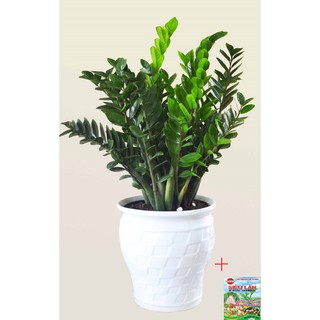 Chậu Cây Kim Tiền nhiều thân xum đep - cây phong thuỷ để bàn