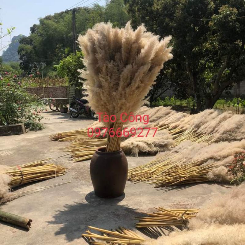 Combo 5 bông lau xù xám decor trang trí