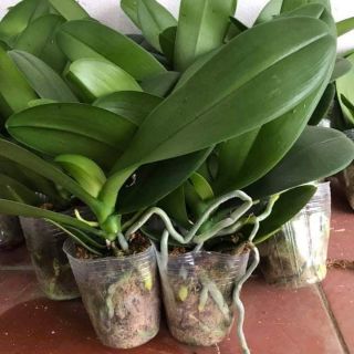 Lan hồ điệp sẵn ngồng hoa