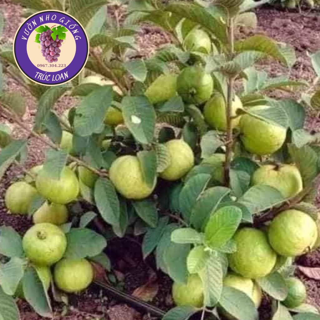 Cây ổi Thái Lan trồng chậu cho năng suất cao , dễ chăm sóc
