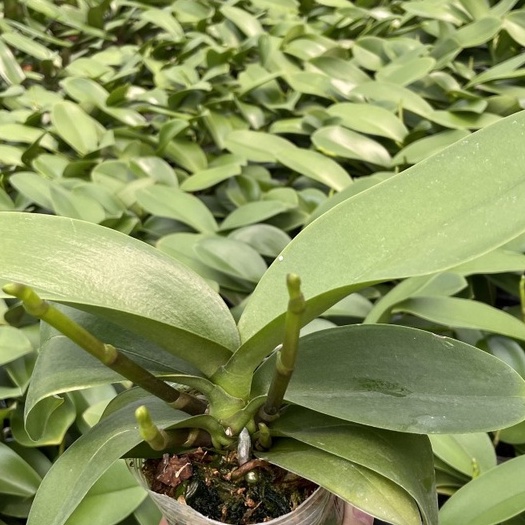 lan hồ điệp ngồng đại. giông hồ điệp đại 2 ngồng