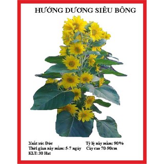 Gói 30 hạt giống hướng dương siêu bông  KHUYẾN MẠI SHOP MỚI HẠ GIÁ SỈ