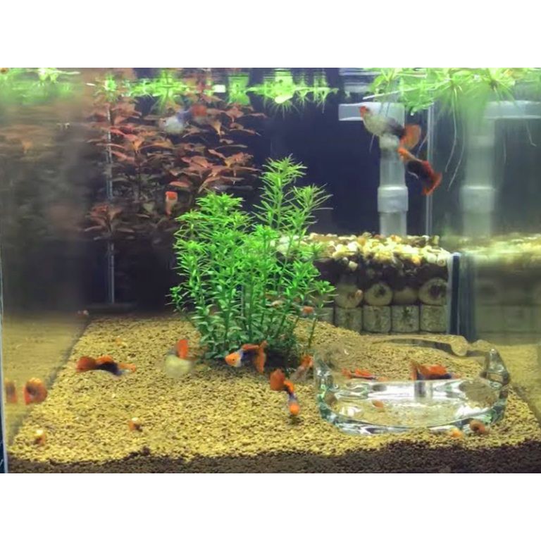 500g Phân Nền Akadama Dùng Trong Hồ Thuỷ Sinh, Trồng Cây Cảnh, Sen Đá, Bonsai, Lan,...