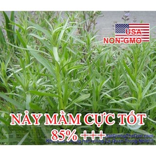 1GR 5300.HẠT Hạt Giống Ngải Giấm Tarragon Nga (| C26*X31)