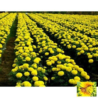Hạt giống cúc vạn thọ mỹ