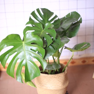 Monstera Deliciosa kèm giỏ cói