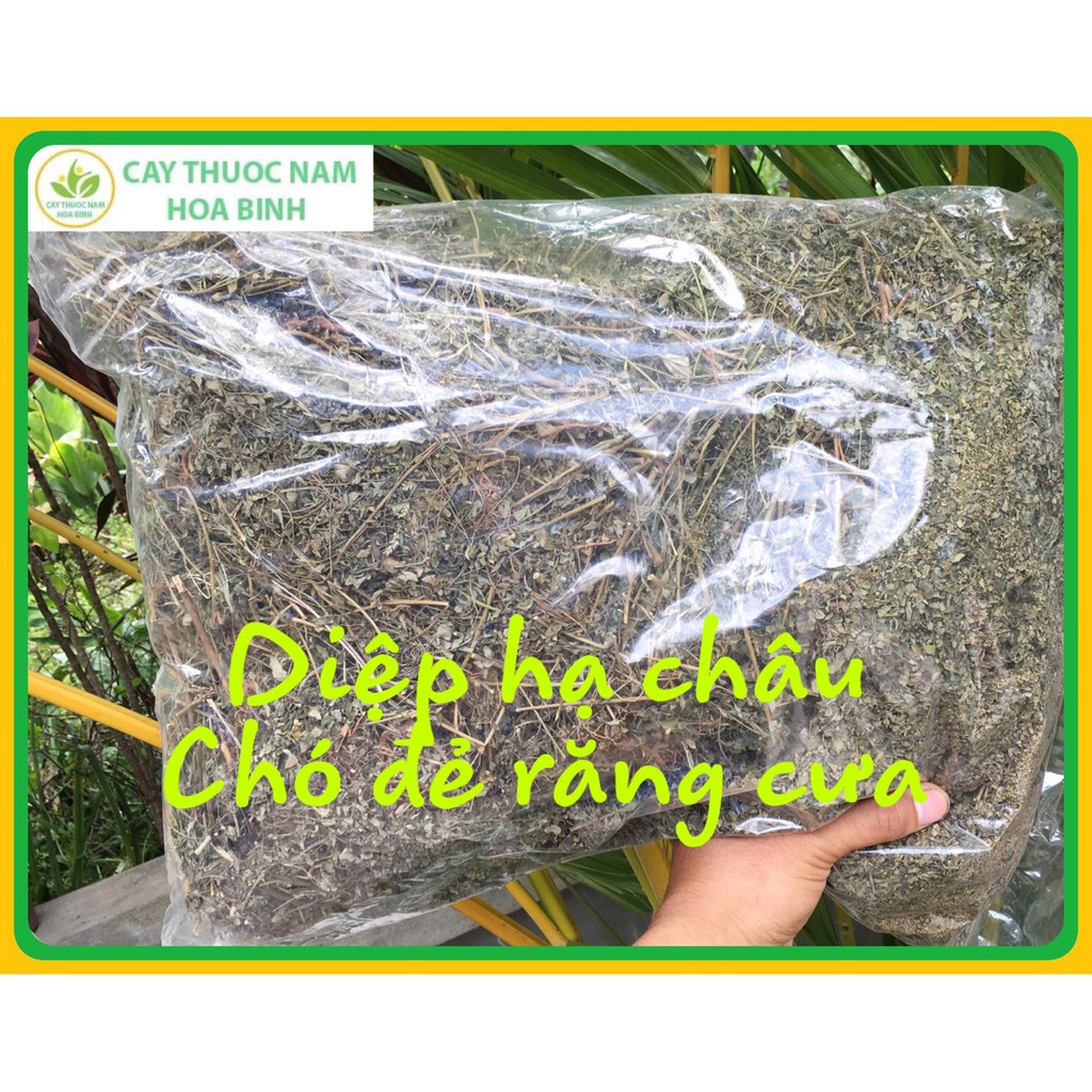 500g diệp hạ châu/chó đẻ răng cưa (khô, sạch, đẹp)