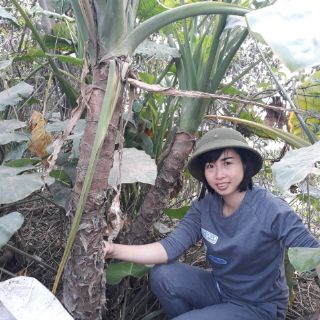 Củ Ráy Tía chuyên trị bệnh Gout, Đau xương khớp, phòng ung thư