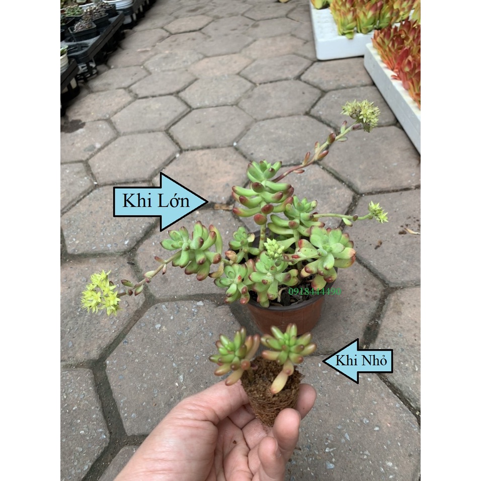 Combo 3 cây hoặc 1 cây sen đá sống khỏe dáng đẹp đa dạng mẫu mã