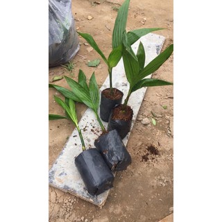 CAU LÙN  TỨ QUÝ