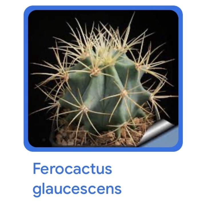 cây xương rồng fero gai vàng 8cm ferocactus glaucescens