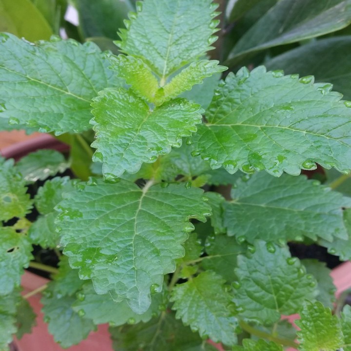 Hạt giống rau húng chanh - bạc hà chanh VTP51 | Vạn Tín Store